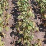 Ola de calor persistente y sequía en Argentina: esperan cambio de patrón a comienzos de febrero