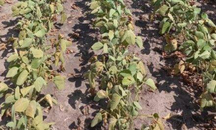 Ola de calor persistente y sequía en Argentina: esperan cambio de patrón a comienzos de febrero