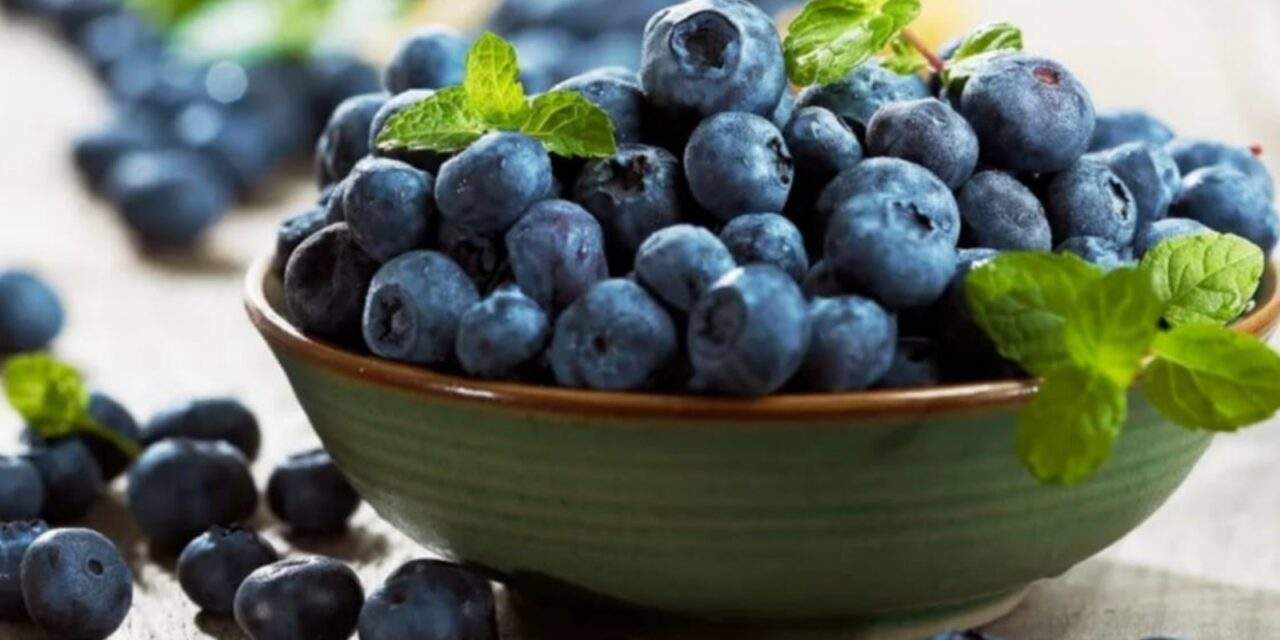 Avanzan en la selección de materiales genéticos para cultivar arándanos