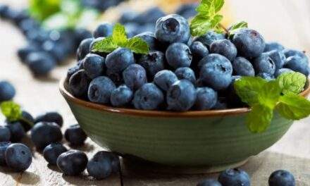 Avanzan en la selección de materiales genéticos para cultivar arándanos