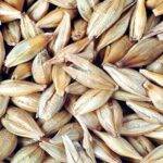 La Cebada: ¿cuál es el  panorama de producción y mercados a nivel global?