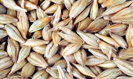 La Cebada: ¿cuál es el  panorama de producción y mercados a nivel global?