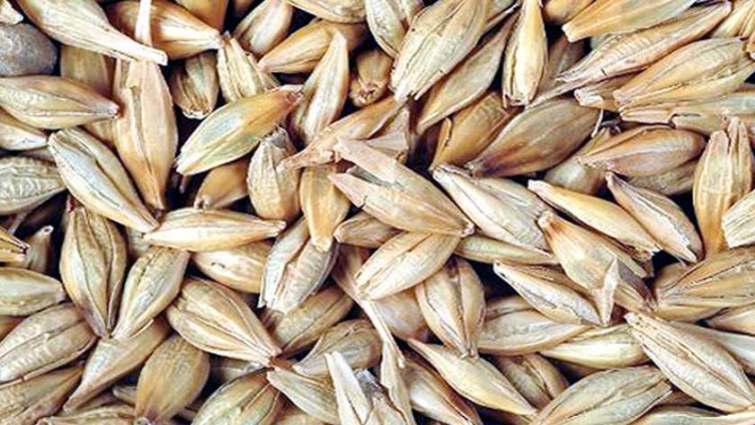 La Cebada: ¿cuál es el  panorama de producción y mercados a nivel global?