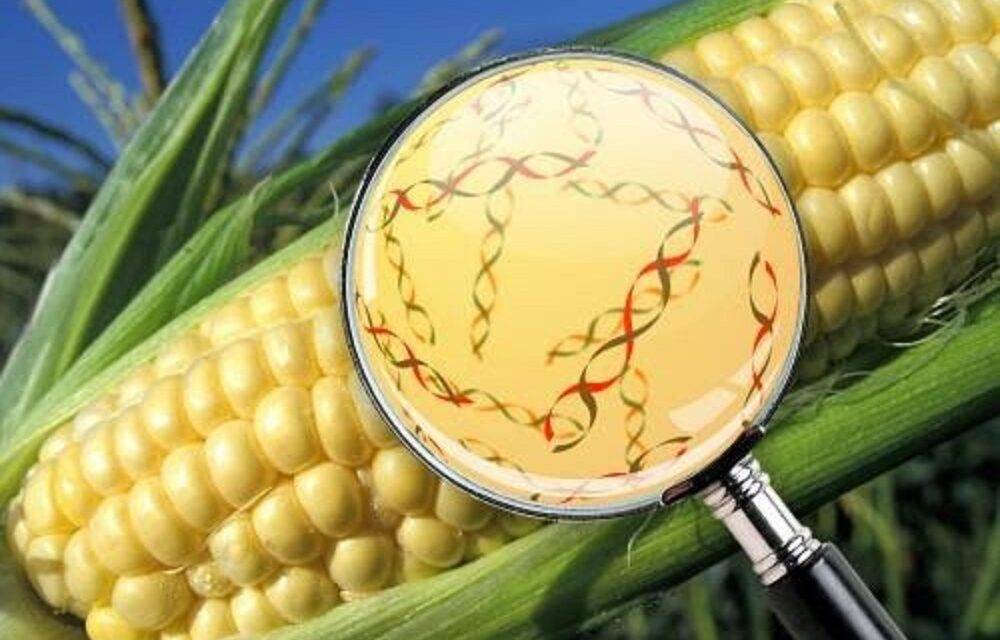 El INTA identificó genes del maíz que ayudan a resistir enfermedades