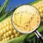 El INTA identificó genes del maíz que ayudan a resistir enfermedades