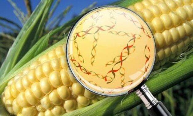 El INTA identificó genes del maíz que ayudan a resistir enfermedades