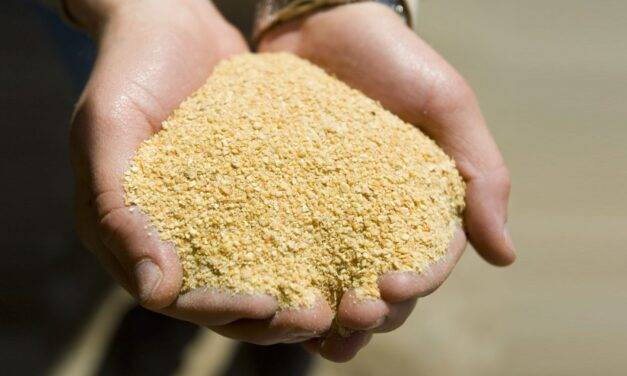 Fuerte crecimiento de la exportación de harina de girasol