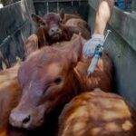 Actualizan los sistemas de control de brucelosis bovina para mover la hacienda