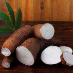 El INTA desarrolla nuevas variedades de mandioca para el consumo e industria