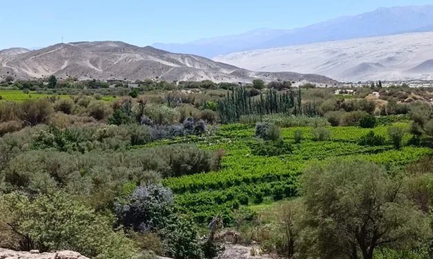 Mapa de la Tierra: más de 13 millones de hectáreas en el país están bajo control extranjero