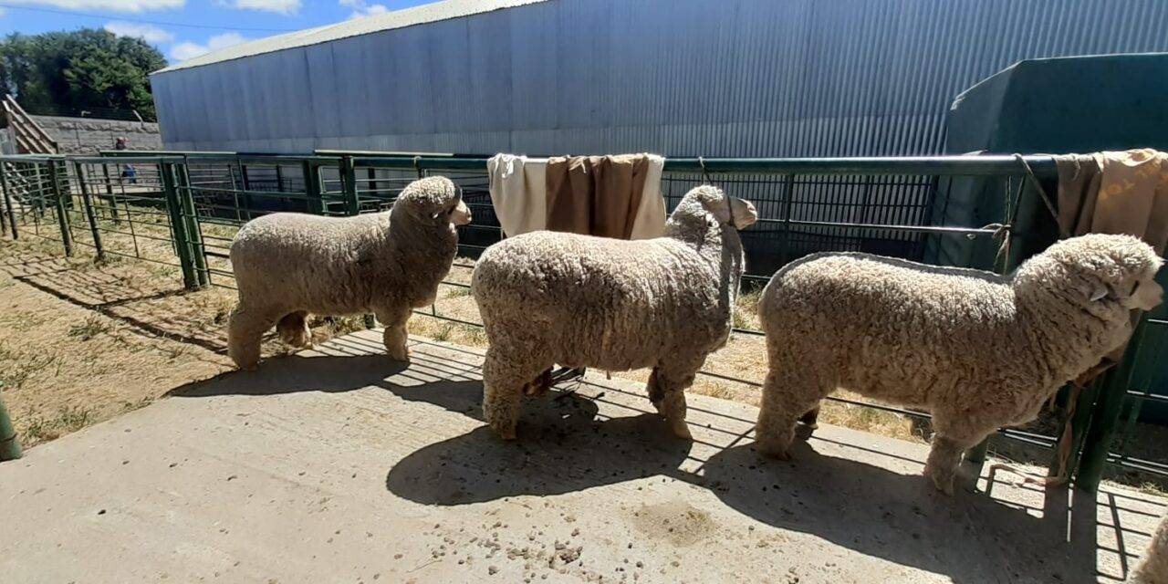 Los ovinos podrán concurrir a los concursos sin bañarse