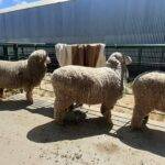 Los ovinos podrán concurrir a los concursos sin bañarse