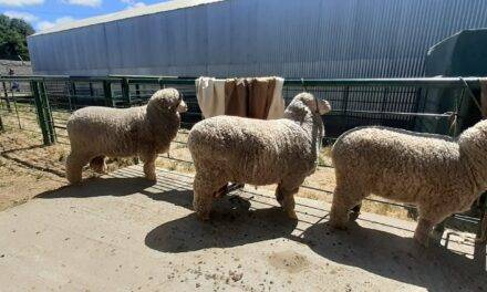 Los ovinos podrán concurrir a los concursos sin bañarse