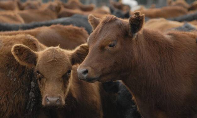Actualizan los sistemas de control de brucelosis bovina para mover la hacienda