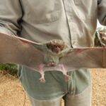 Senasa instó a vacunar para prevenir la rabia  que afecta al ganado