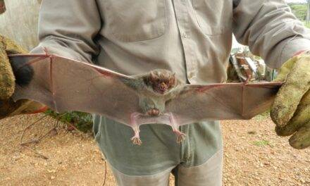 Senasa instó a vacunar para prevenir la rabia  que afecta al ganado