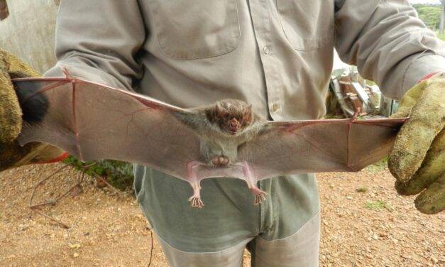 Senasa instó a vacunar para prevenir la rabia  que afecta al ganado