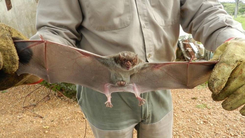 Senasa instó a vacunar para prevenir la rabia  que afecta al ganado