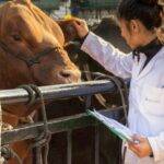 Actualizan sistema de  acreditaciones en sanidad animal para veterinarios, técnicos y privados