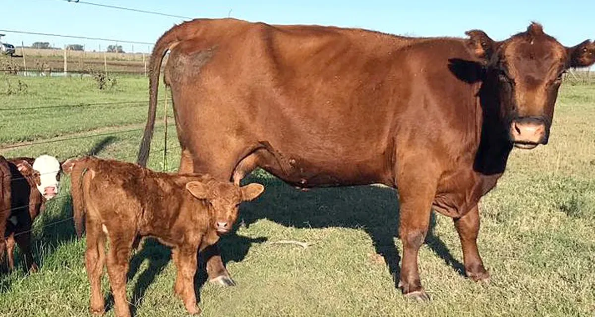 Cañuelas: una plaza activa para novillitos y consumo liviano