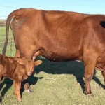 Cañuelas: una plaza activa para novillitos y consumo liviano