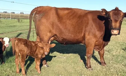 Cañuelas: una plaza activa para novillitos y consumo liviano