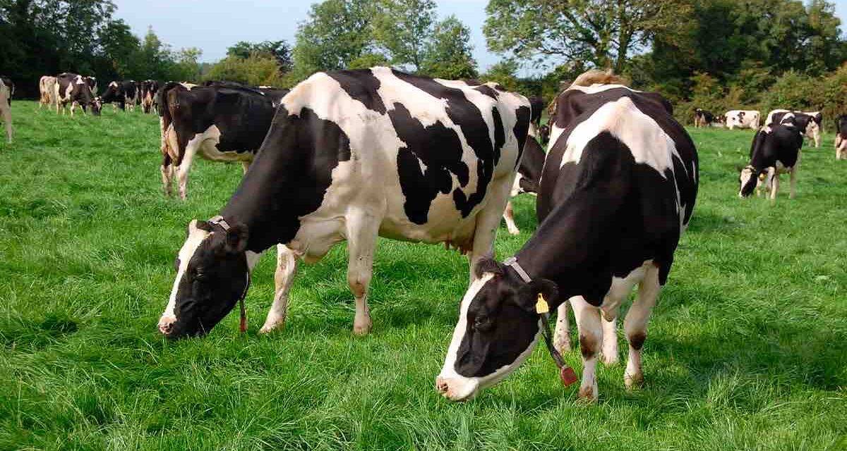 Promueven prácticas para planificar el pastoreo y así cuidar la biodiversidad