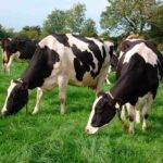 Promueven prácticas para planificar el pastoreo y así cuidar la biodiversidad