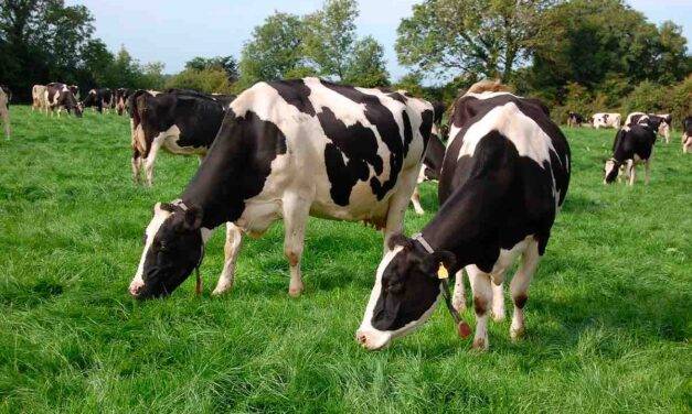 Promueven prácticas para planificar el pastoreo y así cuidar la biodiversidad