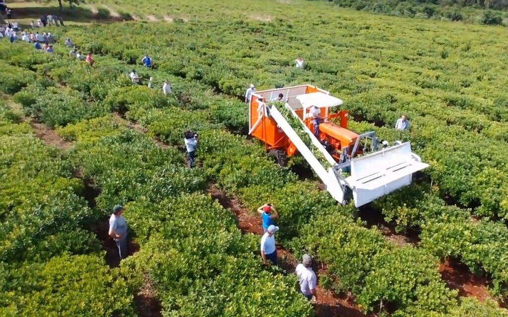 Yerba mate: claves para mejorar la eficiencia de la cosecha mecanizada