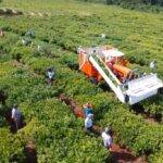 Yerba mate: claves para mejorar la eficiencia de la cosecha mecanizada