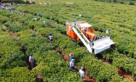 Yerba mate: claves para mejorar la eficiencia de la cosecha mecanizada