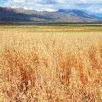 El Calafate produjo trigo y marcó todo un hito para la zona patagónica