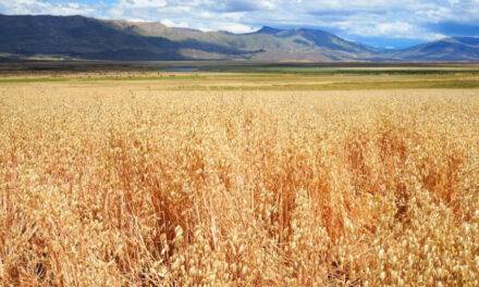 El Calafate produjo trigo y marcó todo un hito para la zona patagónica