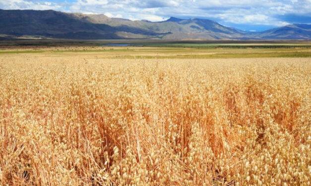 El Calafate produjo trigo y marcó todo un hito para la zona patagónica