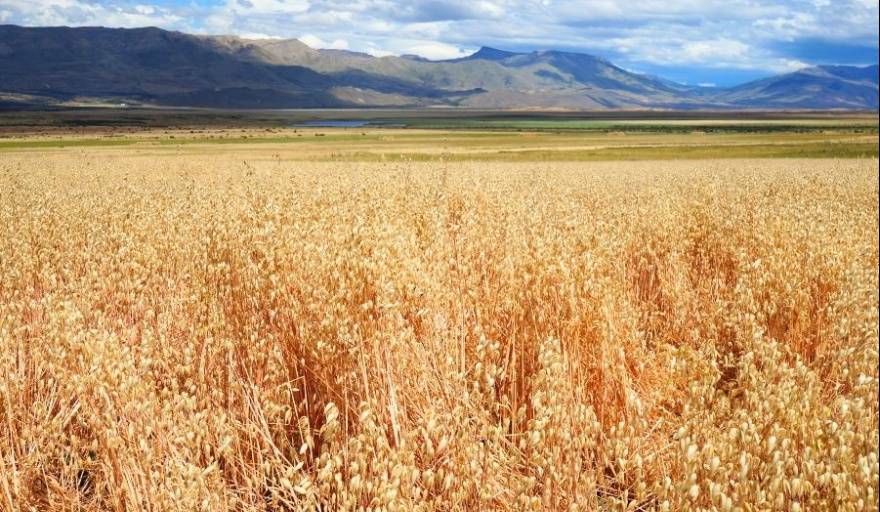 El Calafate produjo trigo y marcó todo un hito para la zona patagónica