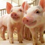 La vigilancia basada en riesgo es fundamental para la sanidad porcina