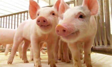 La vigilancia basada en riesgo es fundamental para la sanidad porcina