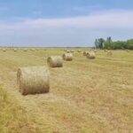 Reservas forrajeras: cómo aprovechar los excedentes