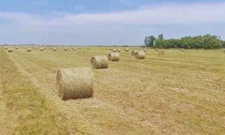 Reservas forrajeras: cómo aprovechar los excedentes