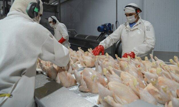 Desde el 1º de marzo se reabre el mercado de carne aviar para Europa