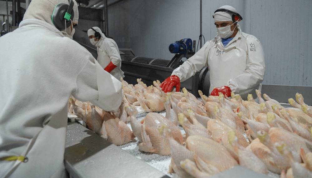 Desde el 1º de marzo se reabre el mercado de carne aviar para Europa