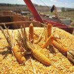 Lanzan el “Concurso Máximos Rindes” para productores de maíz del norte cordobés