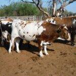 El bovino Criollo se consolida como una estrategia ganadera clave