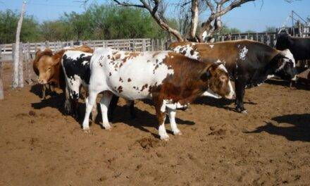 El bovino Criollo se consolida como una estrategia ganadera clave