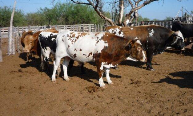 El bovino Criollo se consolida como una estrategia ganadera clave