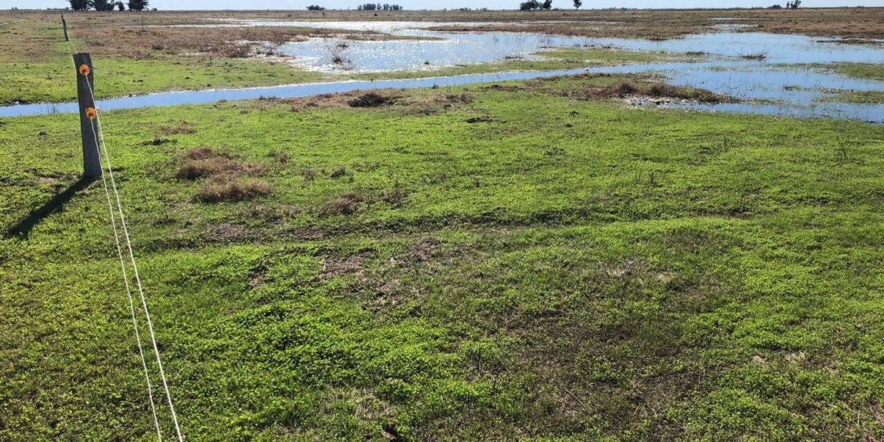 Plataforma SEPA: suman un indicador temporal clave para la vegetación