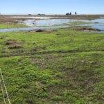 Plataforma SEPA: suman un indicador temporal clave para la vegetación