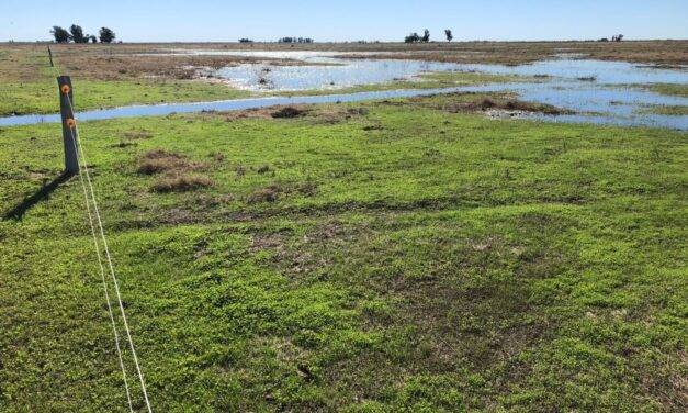 Plataforma SEPA: suman un indicador temporal clave para la vegetación