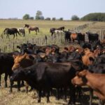 La exportación de carne absorbe más de la mitad del ganado criado en corrales
